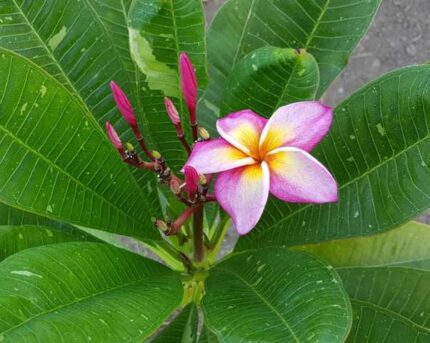 Plumeria Rubra Phiu Sawai