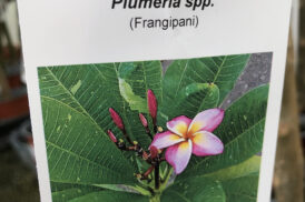 Plumeria Rubra Phiu Sawai