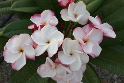 Plumeria Rubra Pensée rose