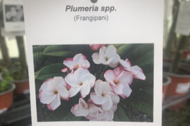 Plumeria Rubra Pink pansy