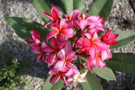Plumeria Rubra Exotica