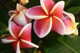 Plumeria Rubra J105