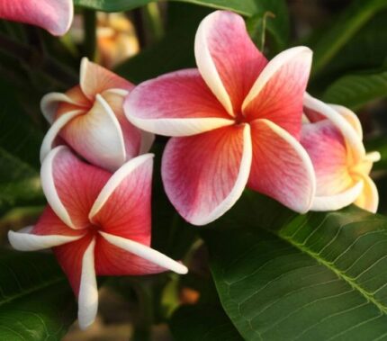 Plumeria Rubra J105