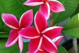 Plumeria Rubra Safari