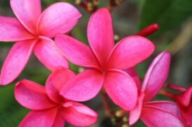 Plumeria Rubra Coronet