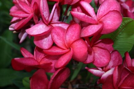 Plumeria Rubra Daeng Sayam alias Siam Red