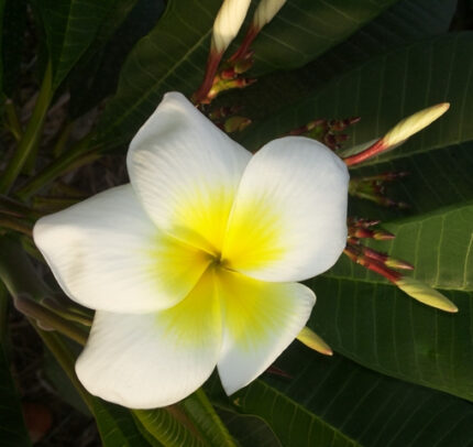 Plumeria Rubra OBP 18