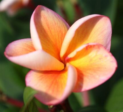 Plumeria Rubra Orange Special