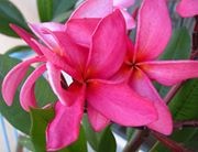 Plumeria Rubra Pink Jello