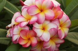 Plumeria Rubra Étoile arc-en-ciel