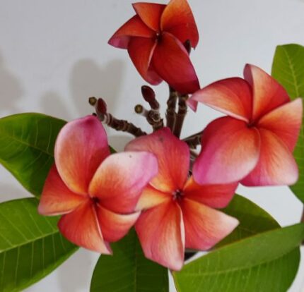 Plumeria Rubra Cabaret