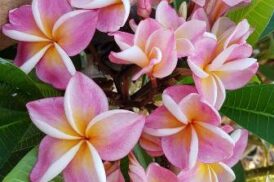 Sérénade Plumeria Rubra