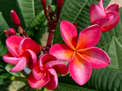 Plumeria Rubra Pizzaz