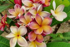 Plumeria rubra Musc Arc-en-ciel