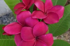 Plumeria Rubra R03