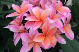 Plumeria Rubra Mardi Grass