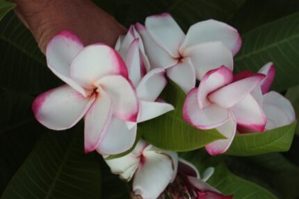 Plumeria Rubra Ma Saint-Valentin