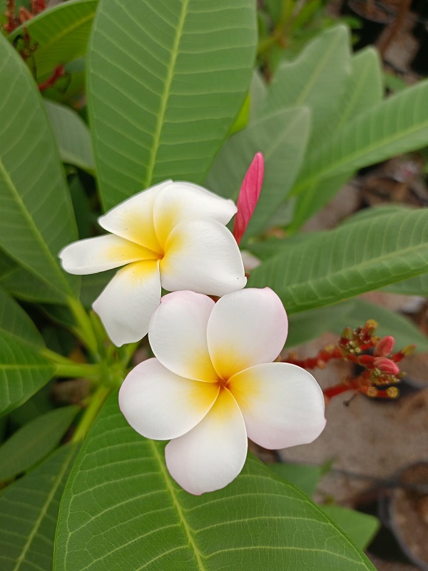 Plumeria Rubra Maui  Plantencentrum Exotica