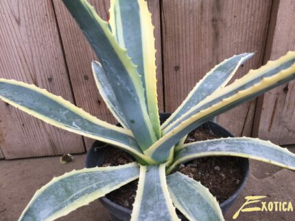 Agave Americana variegata/marginata