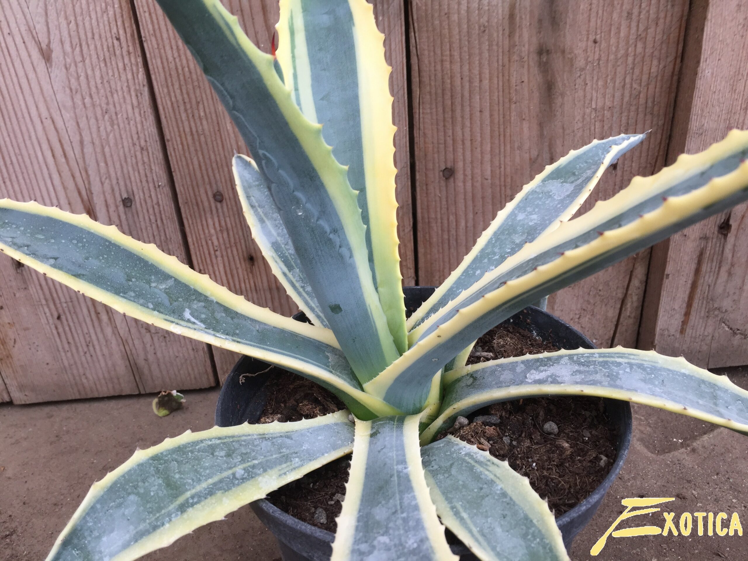 Americana agave Growing and