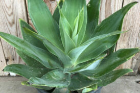 Agave Attenuata (Foxtail agave)