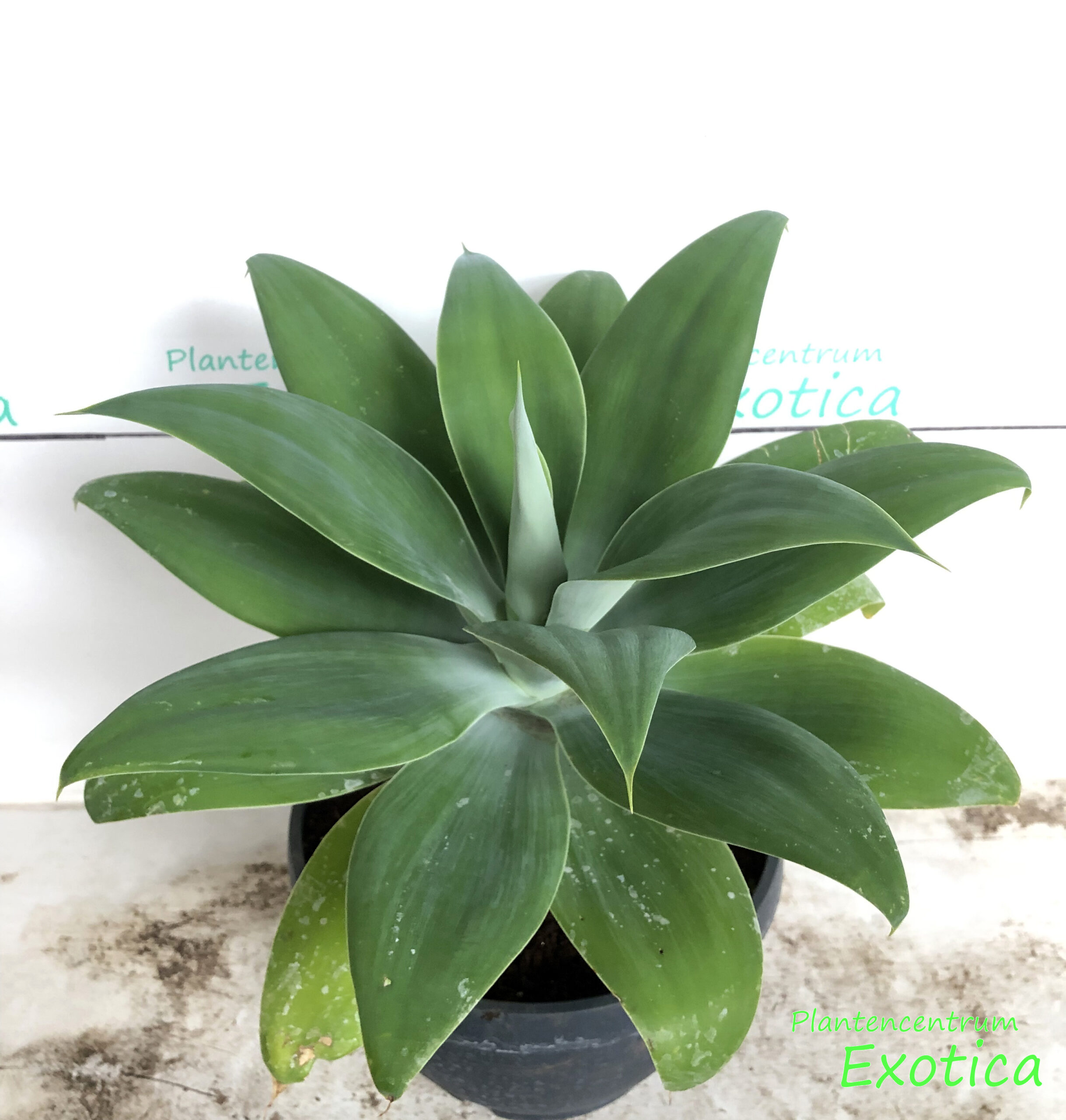 Agave Attenuata – Foxtail agave