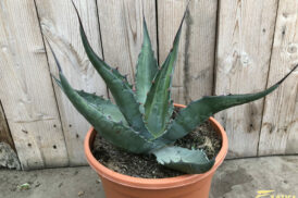 Agave Ferox