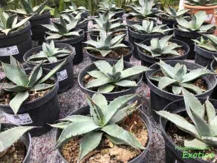 Agave Havardiana – Image 5