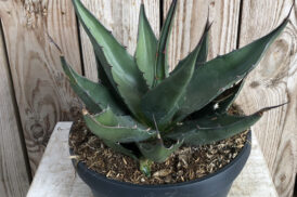 Agave Gentry