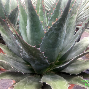 Agaven, Montana  Plantencentrum Exotica
