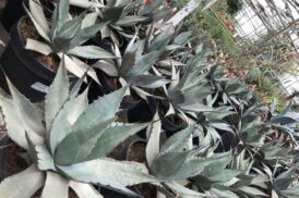 Agave Parryi var. Neomexicana