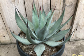 Agave Parryi var. neomexicana