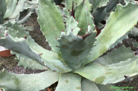 Agave xParryi Hybride