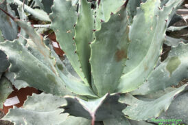 Agave xParryi Hybride