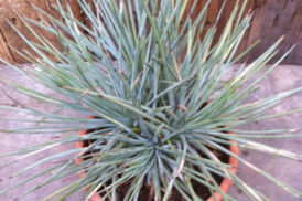 Agave Stricta Blue