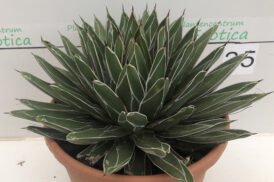Agave Victoria-reginae