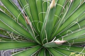 Yucca Filifera (Palmlelie)