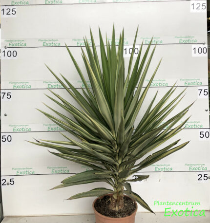 Yucca Elephantipes 'Juwel' – Bild 2