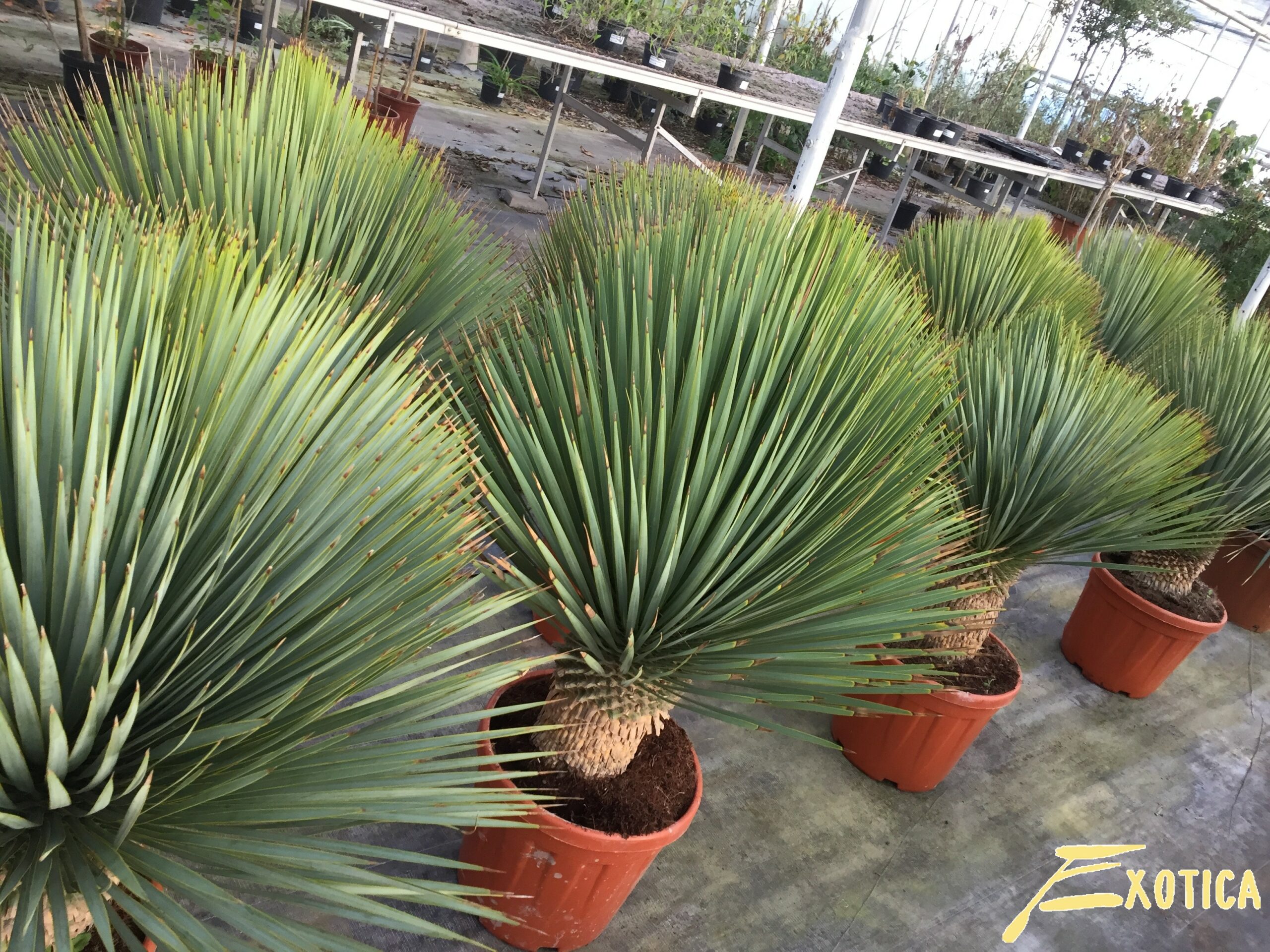 (Beaked Yucca) – Plantencentrum