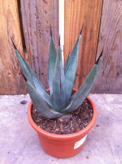 Agave Nigra - Image 2