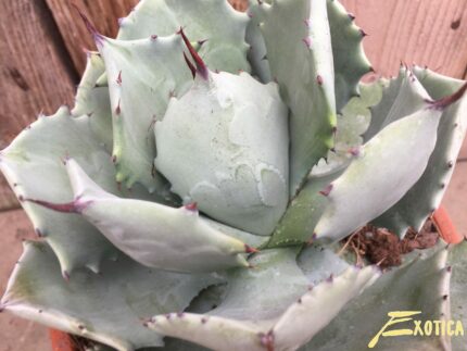 Agave Isthmensis