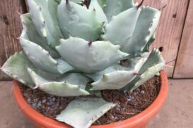 Agave Isthmensis