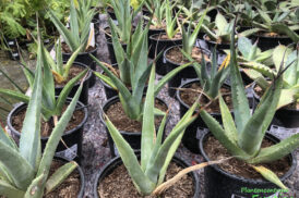 Agave deserti var. deserti – Sonoran Desert Agave