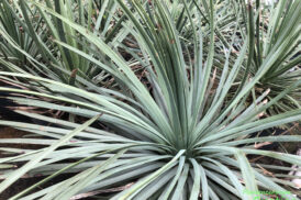 Yucca Whipplei – Hesperoyucca whipplei