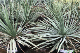 Yucca Whipplei – Hesperoyucca whipplei