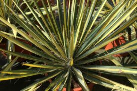 Yucca filamentosa Color Guard