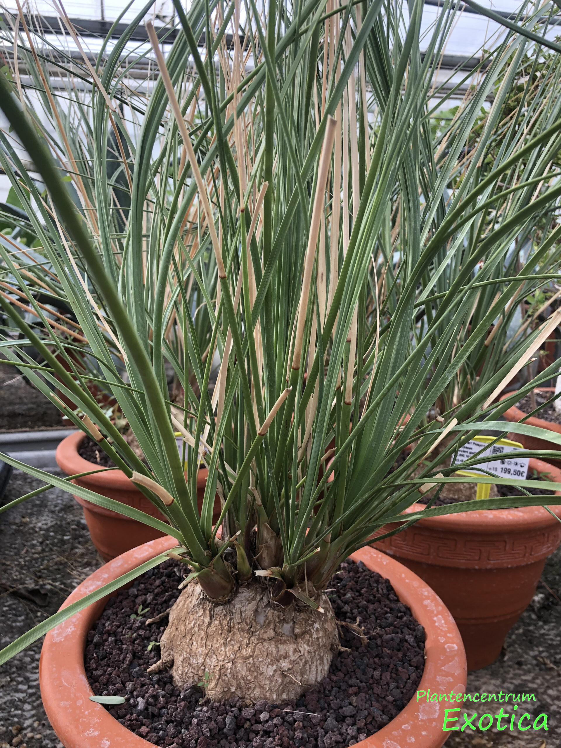 Calibanus Hookeri (plante de rocher mexicaine) – Image 2