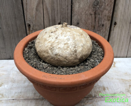 Raphionacme Burkei – Bild 2