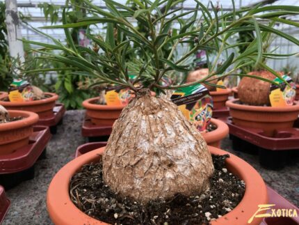 Euphorbia Trichadenia