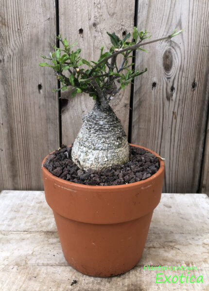Fokea Edulis – Bild 2